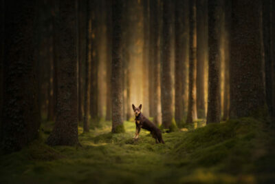 Australien Kelpie in einem wunderschönen Mosswald