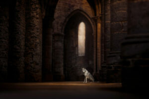 Hundefotografie auf Reisen mit Anne Geier