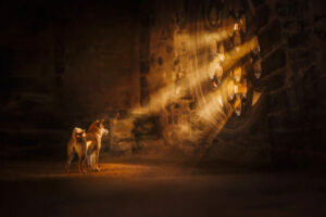 Shiba Inu Welpe wird beim Hundefotoshooting von den Sonnenstrahlen beleuchtet
