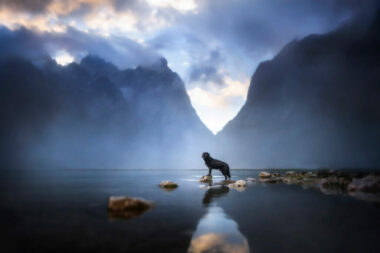 Der Toblacher See bietet die ideale Kulisse für Hundefotos