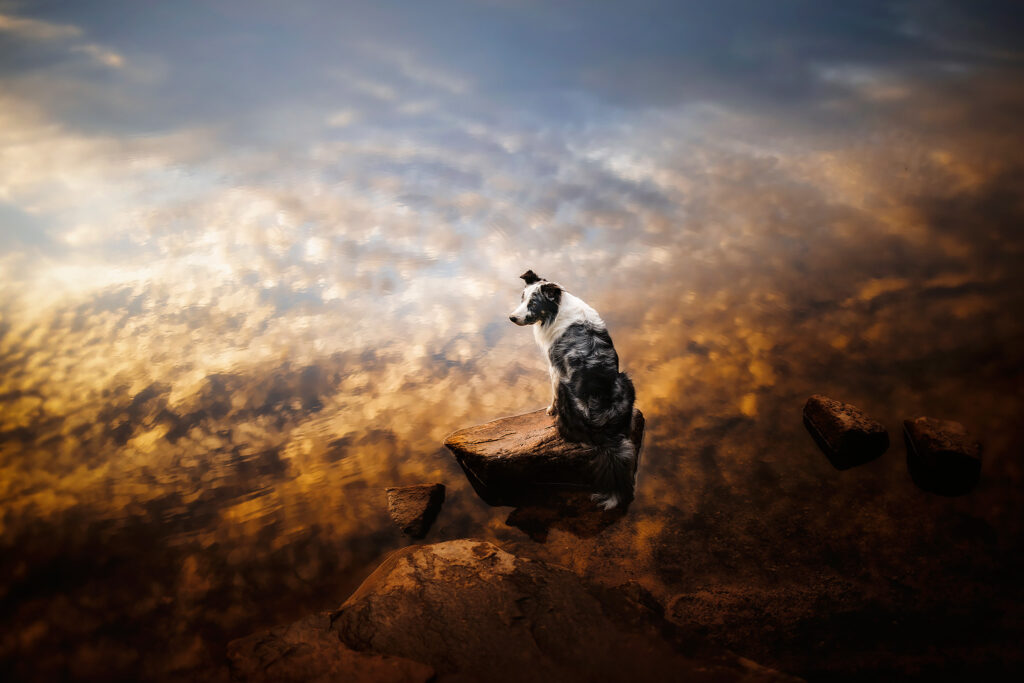 Border Collie Finu wwar Fotomodel auf Anne Geiers Fototour.