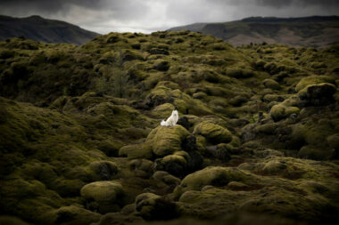 Wunderschöne Samojeden Hündin sitzt auf den Moosfeldern beim Hundefotoshooting in Island
