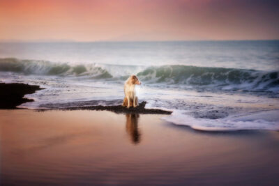 Hund genießt am Meer die Aussicht und wird dabei fotografiert.