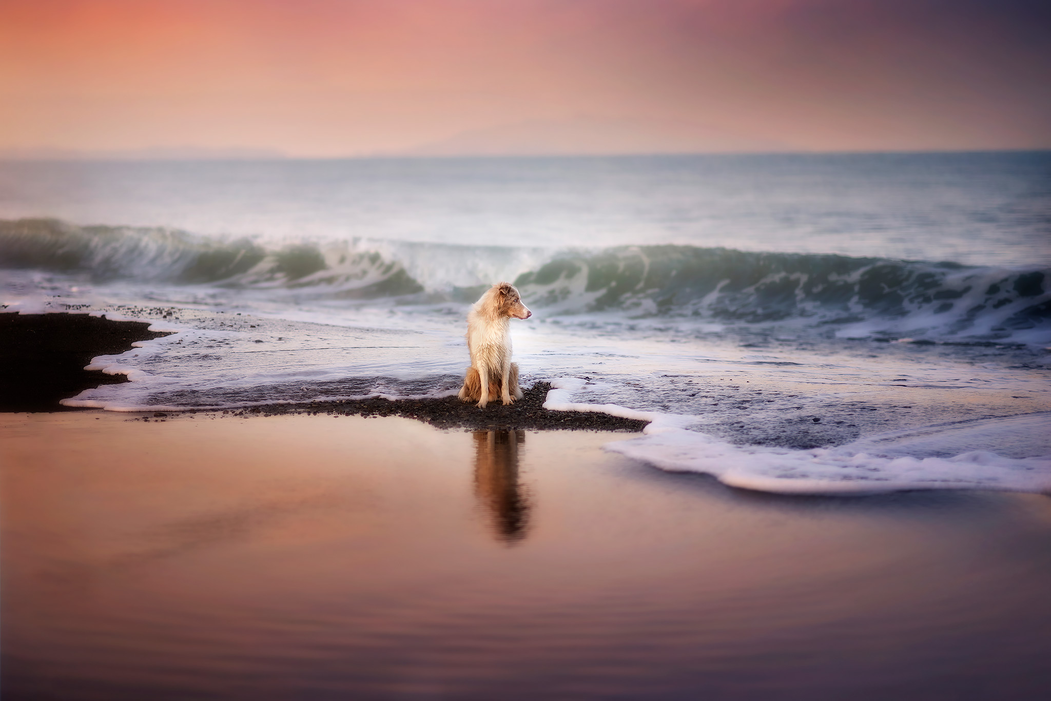 Hund genießt am Meer die Aussicht und wird dabei fotografiert.