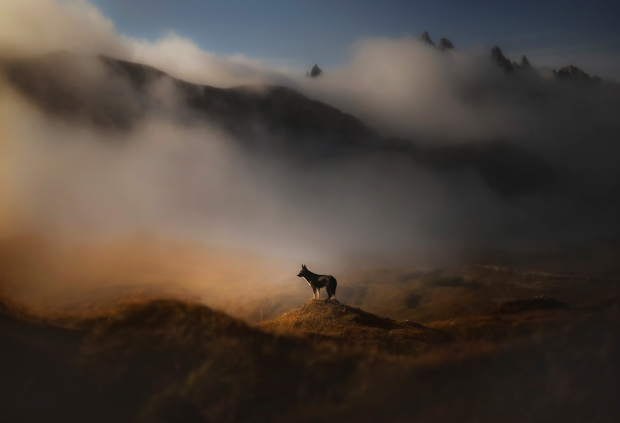 Beeindruckende Kulisse der Dolomiten mit Border Collie Hündin Pett.