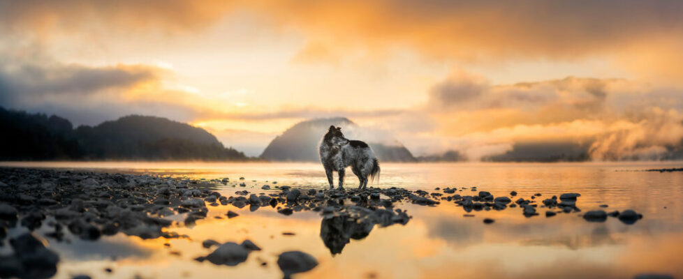 Mischingshund posiert in wunderschönen Salzkammergut beim Hundefotoshooting