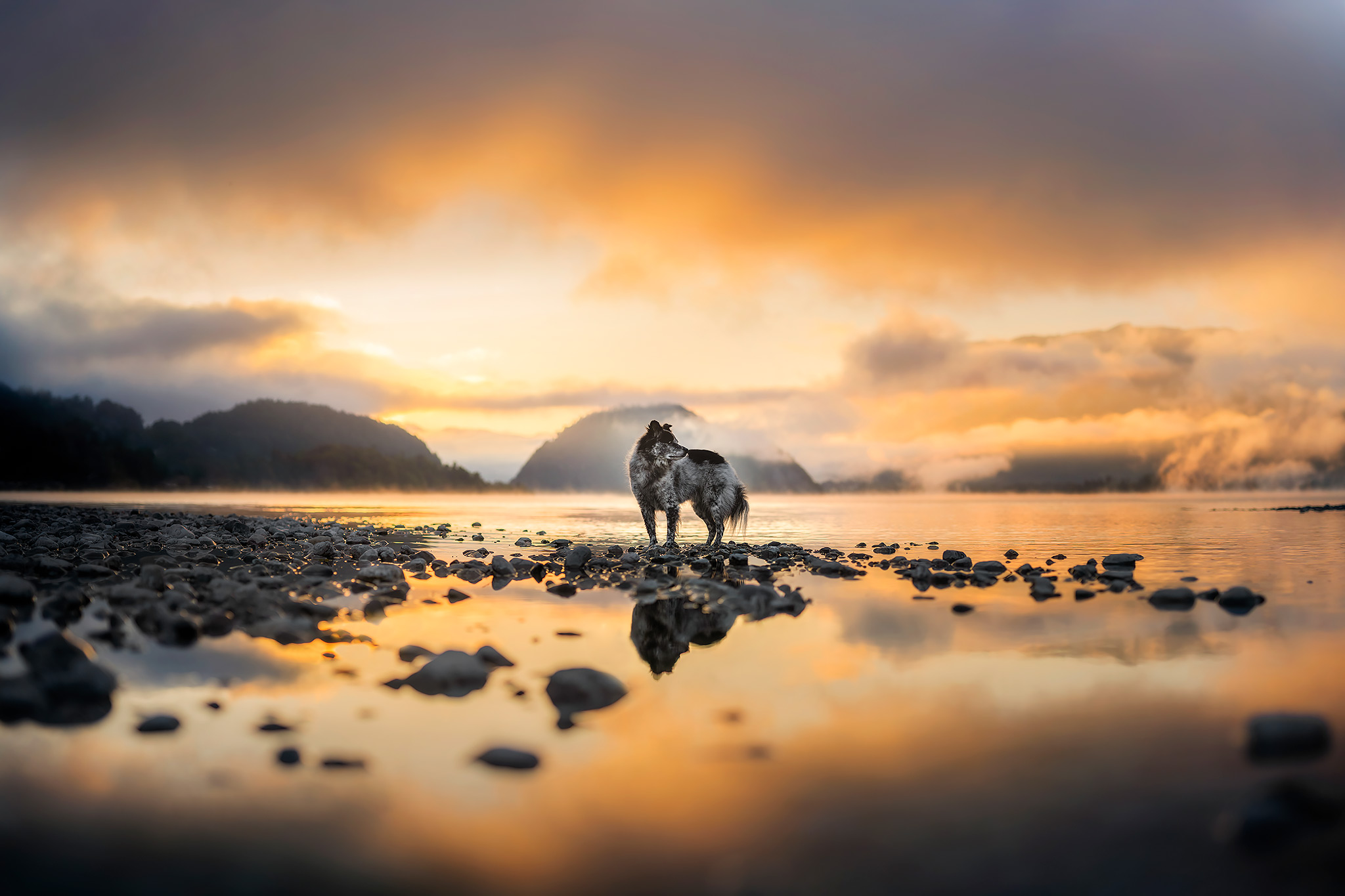 Mischingshund posiert in wunderschönen Salzkammergut beim Hundefotoshooting