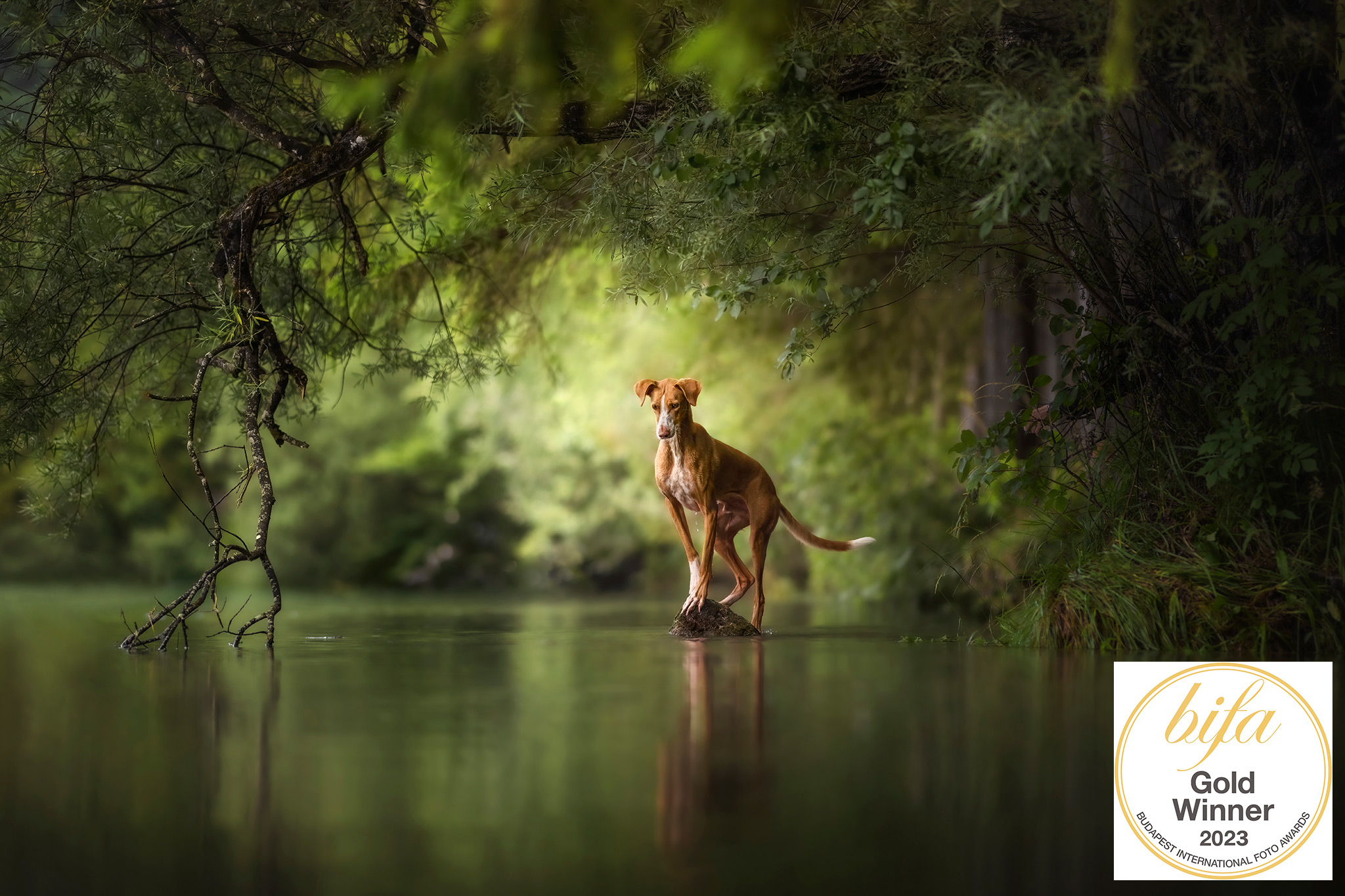 Award_winning_dogphotography