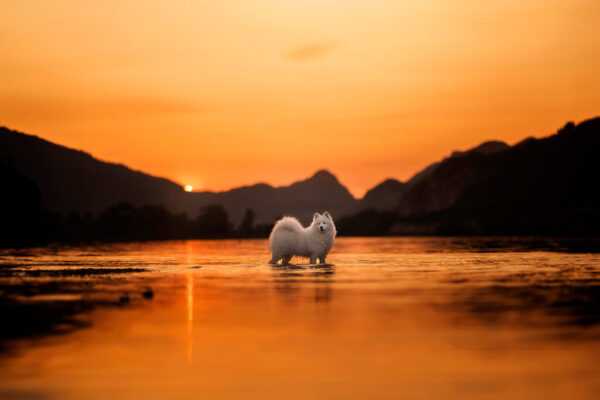 Samojede bei Sonnenuntergang Samojede bei Sonnenuntergang