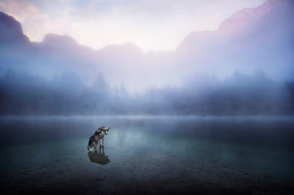 Husky im See