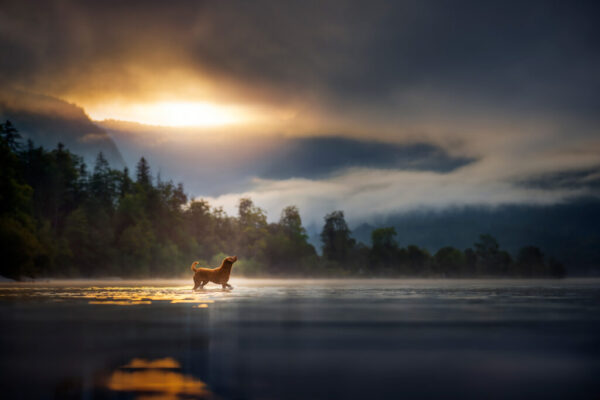 Curly Coated Retriever Curly Coated Retriever