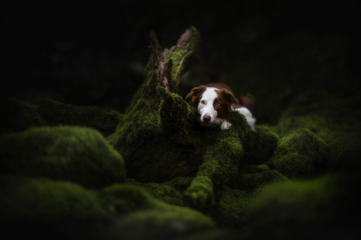 Border Collie Kiwi Border Collie Kiwi