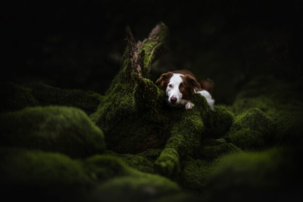 Border Collie Kiwi Border Collie Kiwi