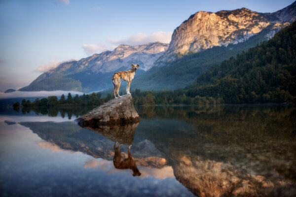 Dog Photography Retreat Dog Photography Retreat