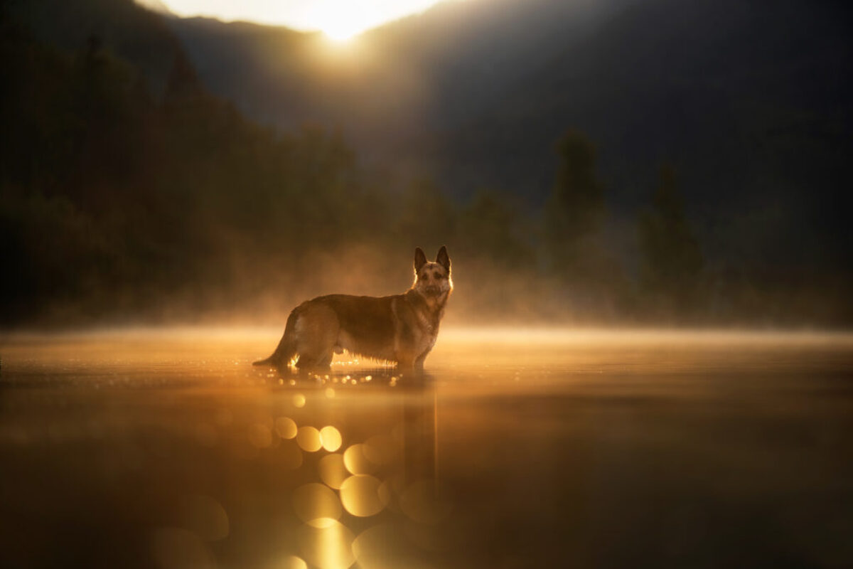 anne_geier_fotografie_lennox_web anne_geier_fotografie_lennox_web