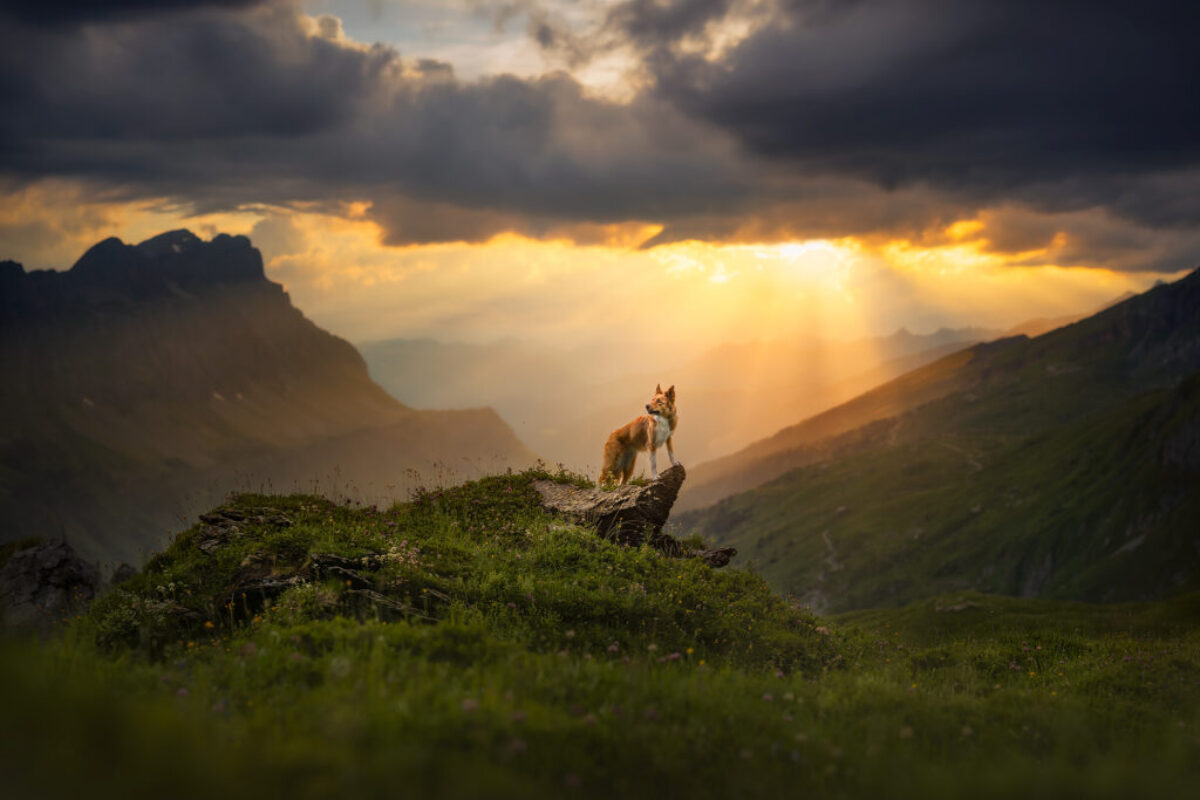 Border Collie Corona Border Collie Corona