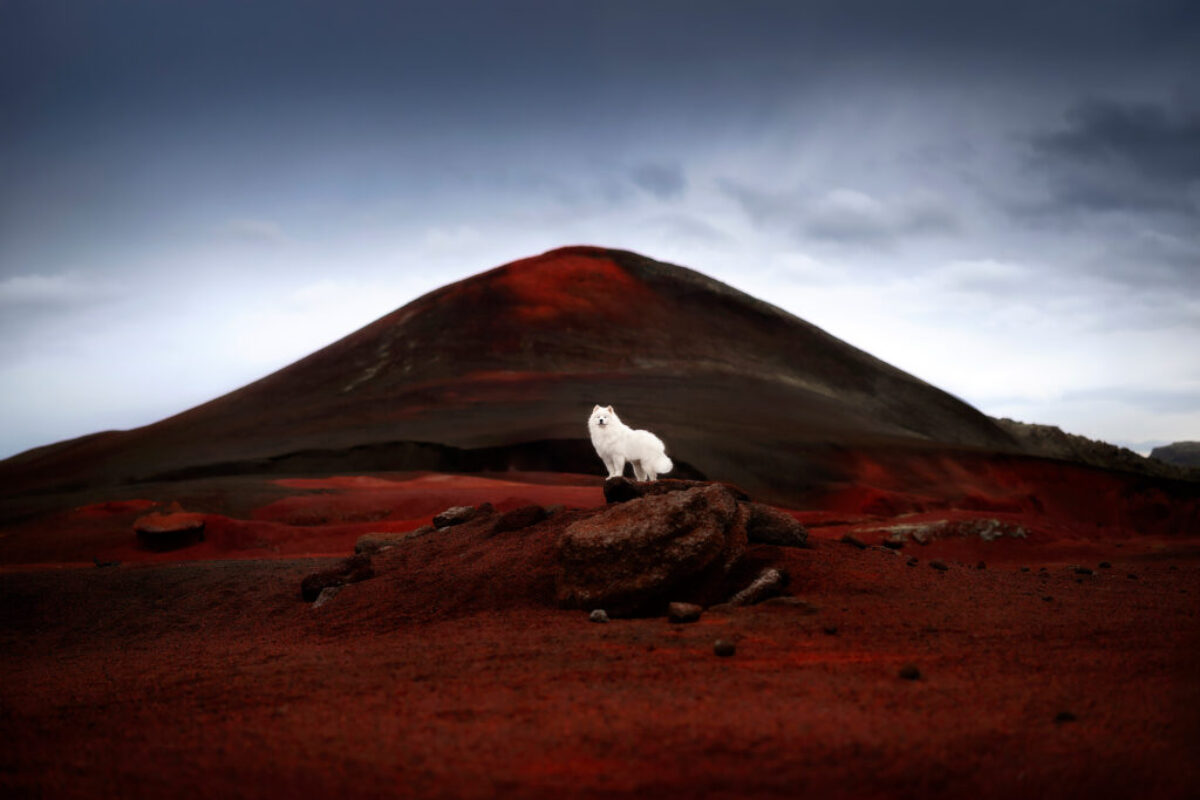 Samojede Island Samojede Island