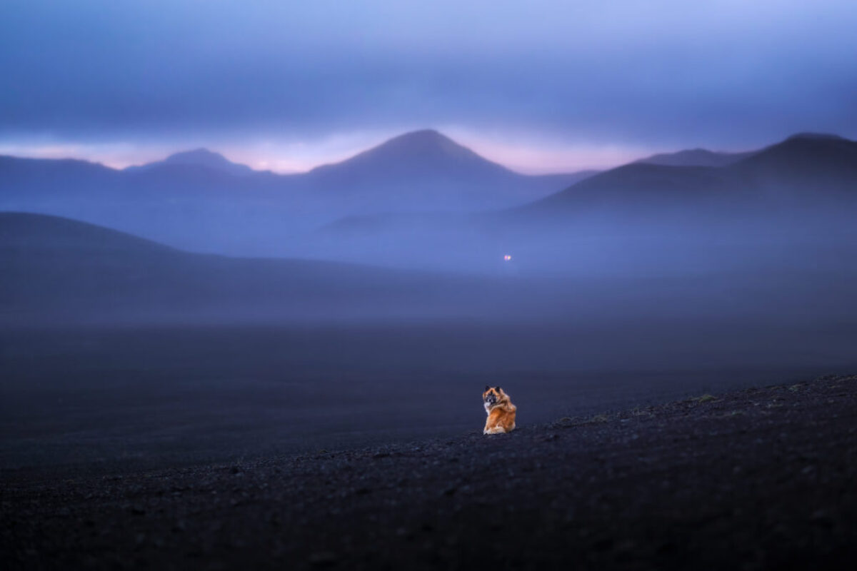 Islandhund Islandhund