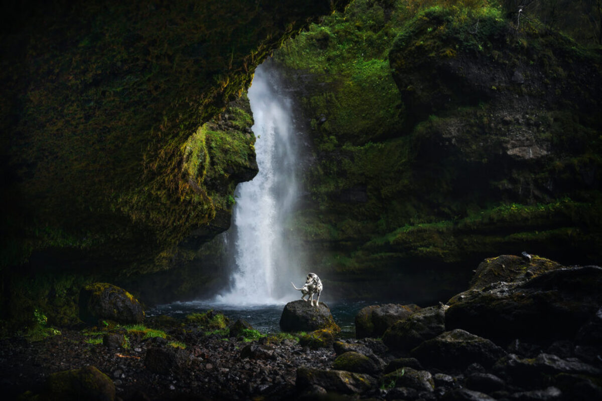 Dalmatiner Dalmatiner