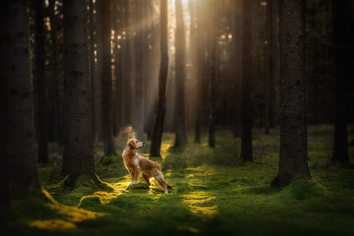 Golden Retriever Golden Retriever