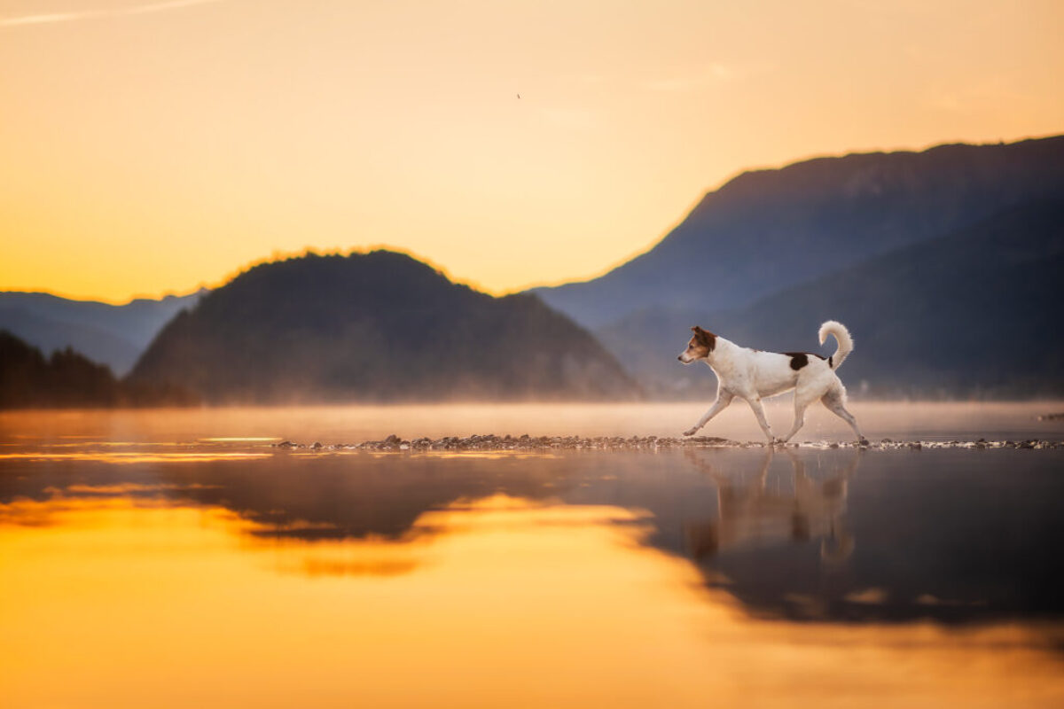 Sonnenaufgang Mischlingshund Sonnenaufgang Mischlingshund