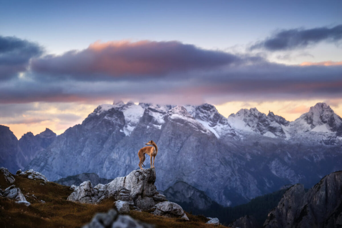 Dolomiten Fotoshooting Hund Dolomiten Fotoshooting Hund