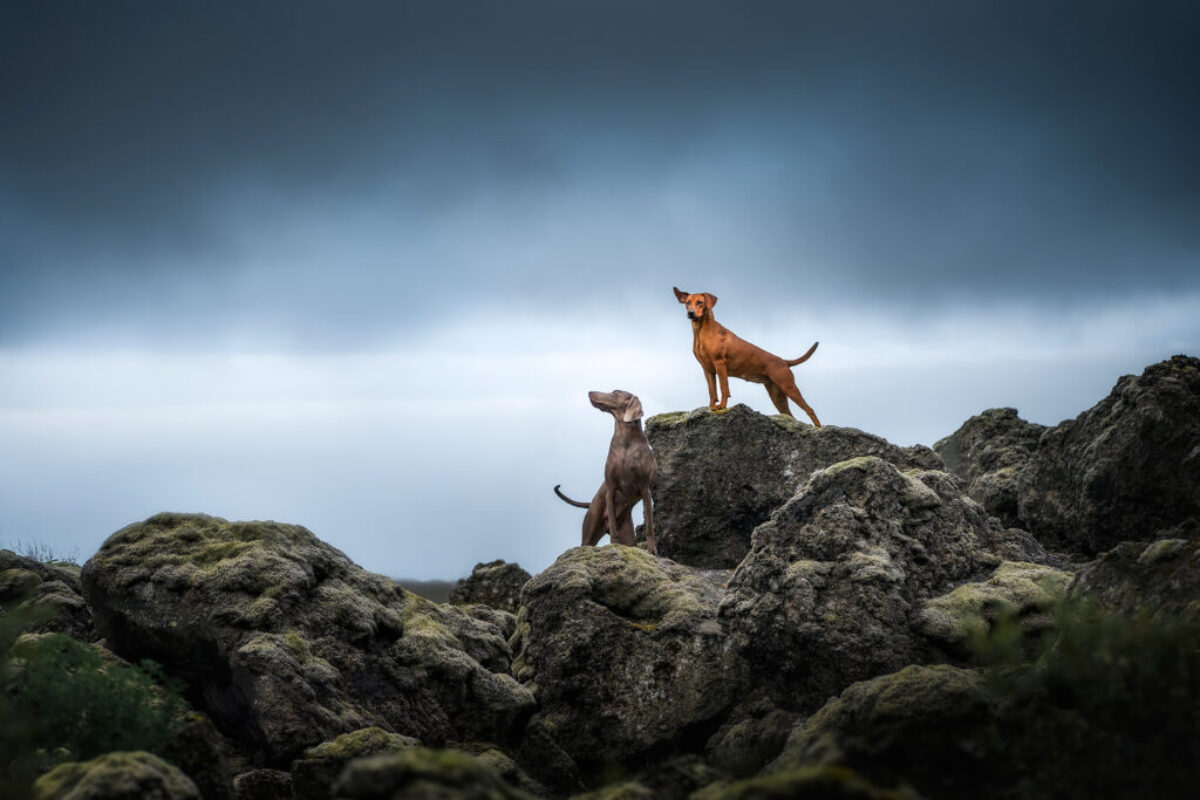 Weimaraner und Deutscher Pinscher Weimaraner und Deutscher Pinscher