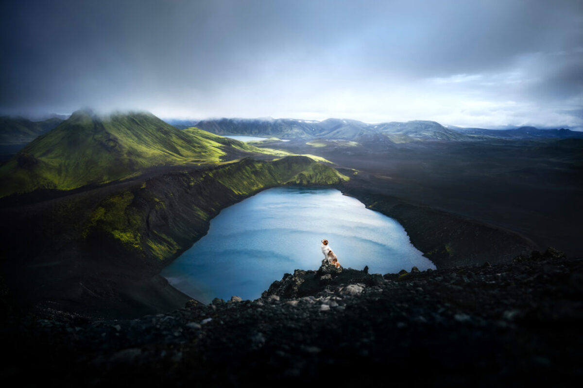 Australian Shepherd Island Australian Shepherd Island