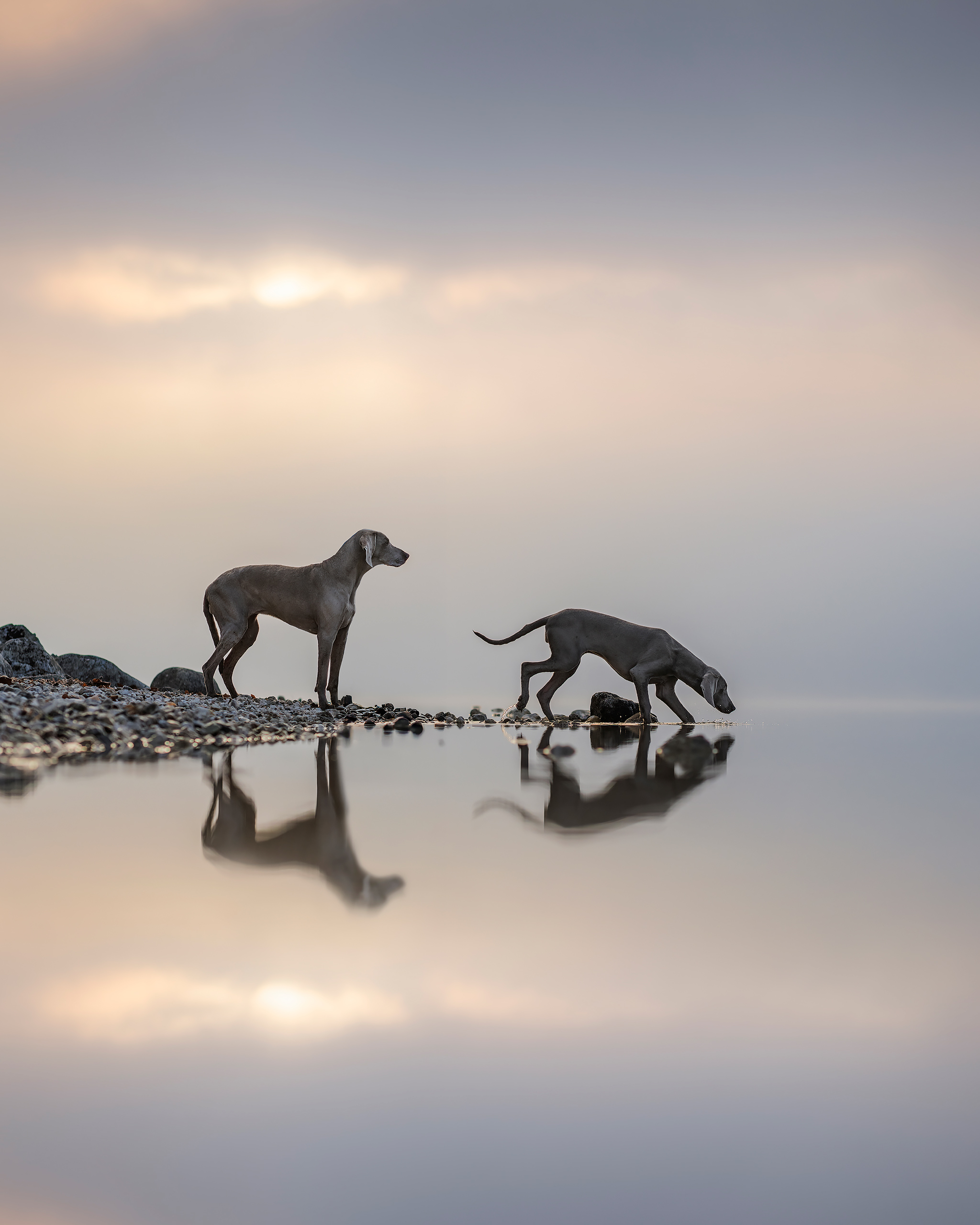Hundefotografie_Workshop